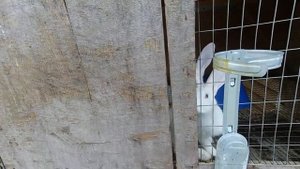 Сколько ест наш кролик в месяц.Часть 1(Белый великан)