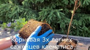 Вишни, Картофель, Томаты, какой им нужен рН?| КИСЛОТНОСТЬ ПОЧВЫ| КАК  и ЧЕМ раскислят и подкислять.