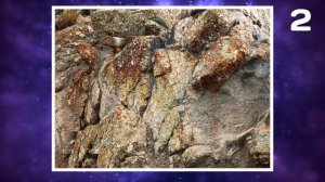 Найди Животное на Картинке!