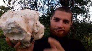 28-08-17 Гриб Головач, Дождевик. Где и как растет?