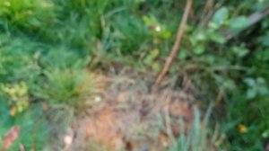 Болезни голубики. Рак стебля.