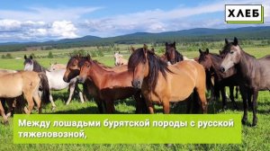 Новая порода лошадей Ульдургинская