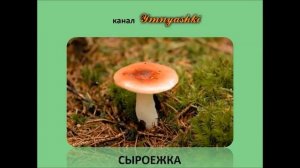 Изучаем грибы  Названия грибов  Стихи про грибы для детей  Обучающее видео для малышей
