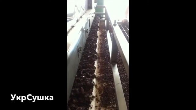 ≋Сушка какао-бобов на сушильном оборудовании УкрСушка смотреть онлайн