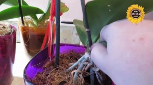 Как поливать орхидеи в закрытой системе. How watering orchids.