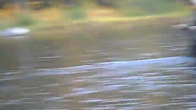 р. Берёзовая, Пермский край смотреть онлайн