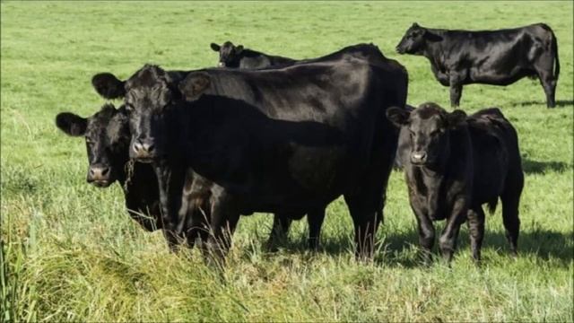 Зерновой откорм бычков на мясо | КРС | Мясное скотоводство смотреть онлайн