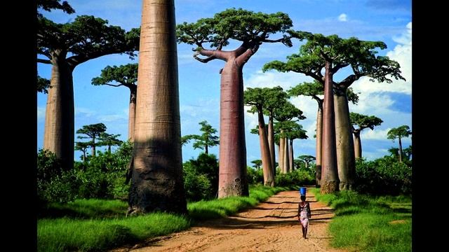 Самые Необыкновенно красивые деревья всего мира/The most unusual trees in the world