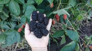 Ежевика Киова VID 20200724 071413