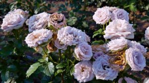 Видео обзор розы Мемори Лейн (Чайно гибридная) Memory Lane (Эквадор,Кения)