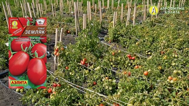 Томат Сибирской Селекции – Сорт Земляк