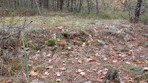 Грибы в конце сентября. Белые грибы и осенние рядовки.