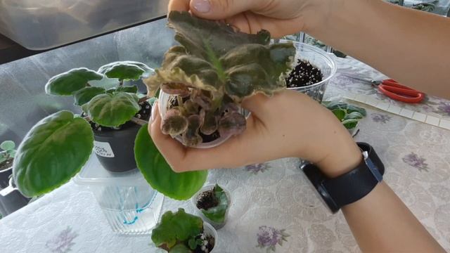 Лист фиалки пропал, как спасти если он загнил?#Фиалки от листока до цветочка.Путь новичка#44 смотреть онлайн