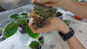 Лист фиалки пропал, как спасти если он загнил?#Фиалки от листока до цветочка.Путь новичка#44