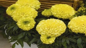 БАРХАТЦЫ ПРОТИВ ВРЕДИТЕЛЕЙ САДА И ОГОРОДА