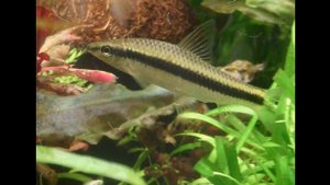 СИАМСКИЙ ВОДОРОСЛЕЕД. УХОД , СОДЕРЖАНИЕ И КОРМЛЕНИЕ.