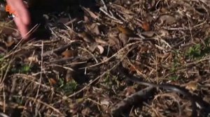 УКУСИЛ ЧЁРНЫЙ ПОЛОЗ! Змея бросилась на лицо !