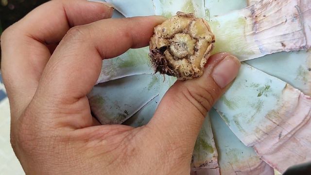 COMO SAQUE RAICES DE MI ECHEVERIA CANTE / UPDATE смотреть онлайн