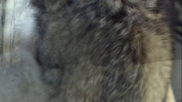 Этот мужчина спас жизнь волчице и ее щенкам. Через несколько лет стая сама отыскала его .... смотреть онлайн