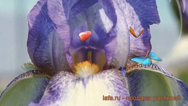 Ирис бородатый Акрополь (iris) ? бородатый ирис Акрополь обзор: как сажать, рассада ириса Акрополь смотреть онлайн