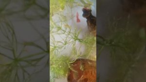 Про мальков гуппи/уход за ними/и чем кормить/