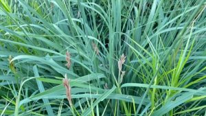 Обзор сада "Журавли" | Растения 12+ | Редкие растения | Ландшафтный дизайн с @leskovo.pitomnik