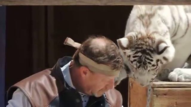 White Tiger Nikon P510 120 FPS смотреть онлайн