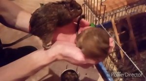 Белки дегу гуляют на руках! #дегу