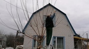 Обрезка старой шелковицы.