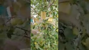 Прививка яблони, результат уже через год, на ней 9 яблок, сорт золотая осень