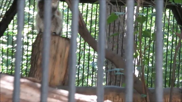 Манул сидит на своём любимом месте 30.06.2022 смотреть онлайн