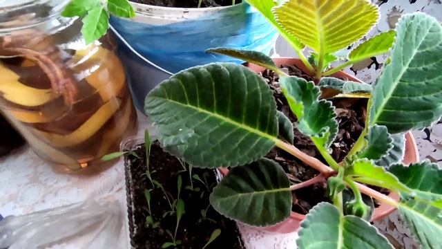 Пересаживаю БАРАНИЙ РОГ и чем поливаю рассаду. смотреть онлайн