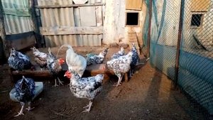 Куры спят на полу в курятнике – причины и что делать