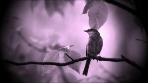 Релакс _ на стихи Юрия Старухина