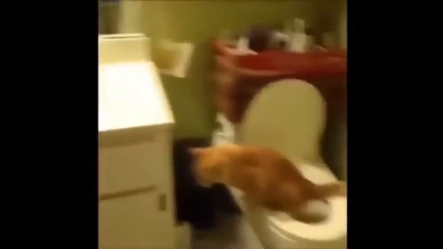 Самая смешная подборка приколов про животных! РЖАЧ смотреть онлайн