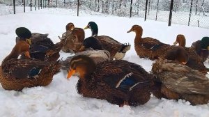 Как избавиться от крыс раз и навсегда за 1 раз! Лучший!!! способ уничтожения мышей и крыс.