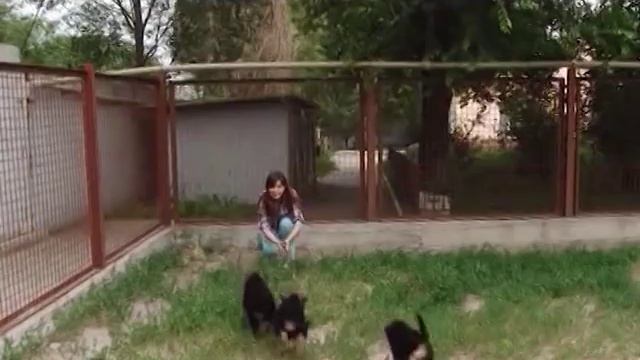 Как выбрать ЩЕНКА НЕМЕЦКОЙ ОВЧАРКИ