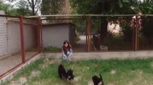 Как выбрать ЩЕНКА НЕМЕЦКОЙ ОВЧАРКИ