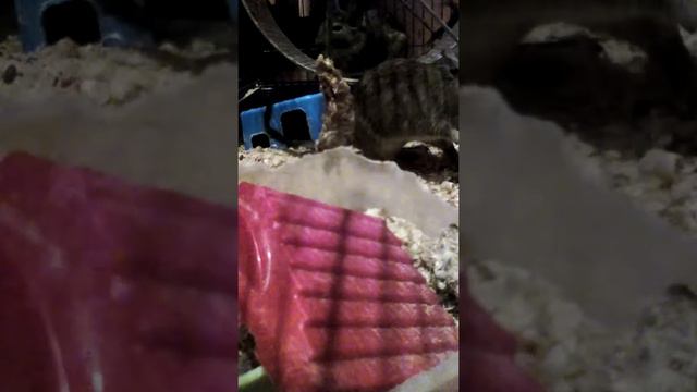 Как себя ведут себя дэго когда они 1 смотреть онлайн