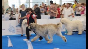 South Russian ovcharka, WDS-2016, male, Open class