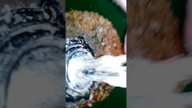 Ремонт водонагревателя AQUA VERSO 80 литров смотреть онлайн