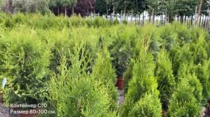 Туя западная `Smaragd`