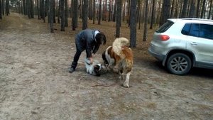 Воспитание строптивой собаки 2. Московская сторожевая щенок.