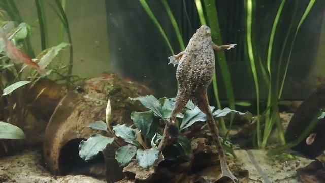 Haltung und Pflege Zwergkrallenfrosch / Hymenochirus boettgeri I TAX смотреть онлайн