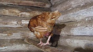 ЧТО ДОЛЖНО БЫТЬ В КУРЯТНИКЕ ДЛЯ КУР НЕСУШЕК ? Поилки, подстилка, гнезда - секреты птицеводства.