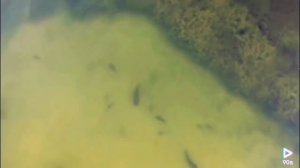 Огромные сомы в реке Припять в Чернобыле