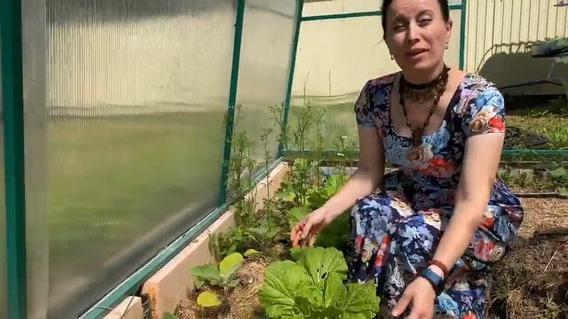 Размещение теплицы по Васту смотреть онлайн