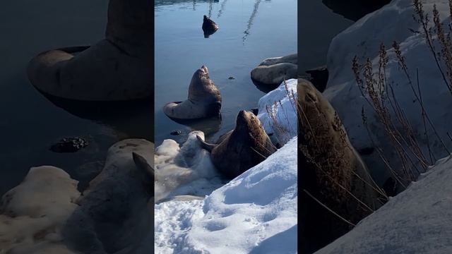 Морские львы или сивучи на лежбище в порту Петропавловска-Камчатского