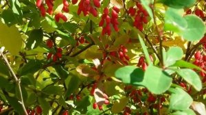 Не грусти, пройдут дожди!