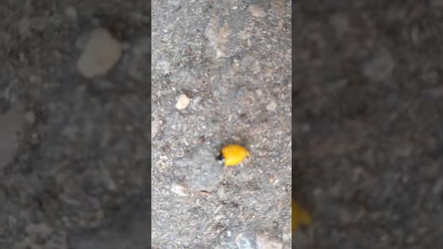 Желтая Божья Коровка! смотреть онлайн